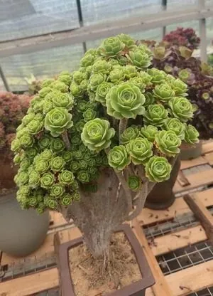 Aeonium Aeonium, Crested Form No.12 succulent — wholesale export from Yunnan, China