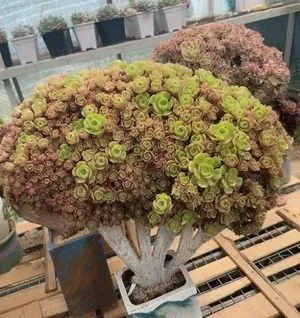 Aeonium Aeonium, Crested Form No.13 succulent — wholesale export from Yunnan, China