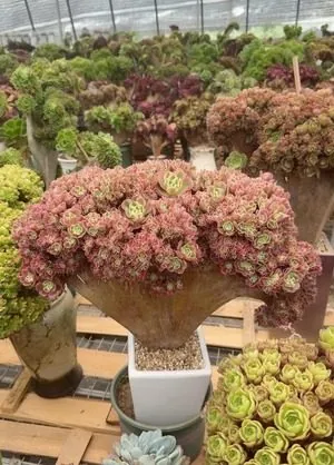 Aeonium Aeonium, Crested Form No.14 succulent — wholesale export from Yunnan, China
