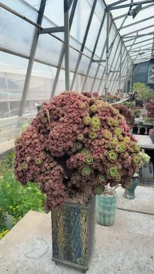 Aeonium Aeonium, Crested Form No.2 succulent — wholesale export from Yunnan, China