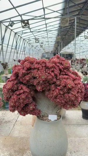 Aeonium Aeonium, Crested Form No.3 succulent — wholesale export from Yunnan, China