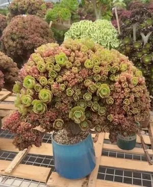Aeonium Aeonium, Crested Form No.4 succulent — wholesale export from Yunnan, China