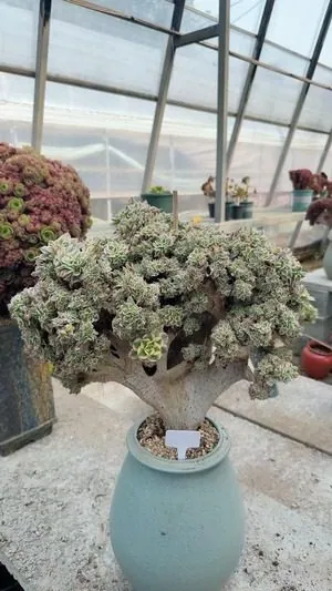 Aeonium Aeonium, Crested Form No.5 succulent — wholesale export from Yunnan, China