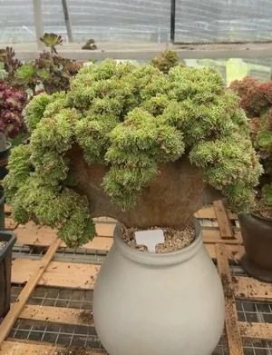 Aeonium Aeonium, Crested Form No.6 succulent — wholesale export from Yunnan, China