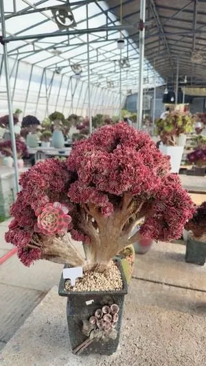 Aeonium Aeonium, Crested Form No.8 succulent — wholesale export from Yunnan, China