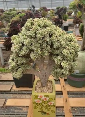 Aeonium Aeonium, Crested Form No.9 succulent — wholesale export from Yunnan, China