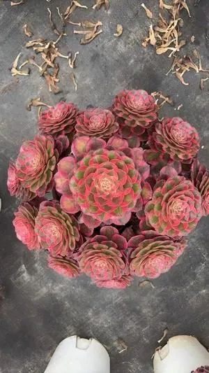Aeonium Aeonium 'Crimson Flame Lotus' Variegated succulent — wholesale export from Yunnan, China