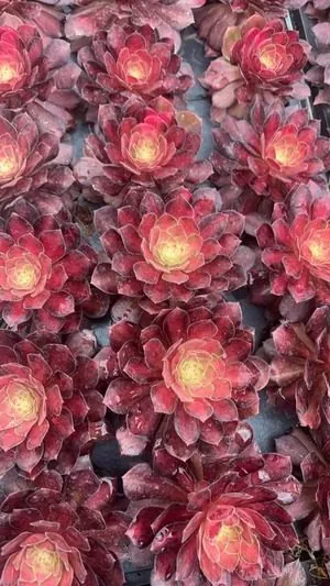 Aeonium Aeonium 'Koi' succulent — wholesale export from Yunnan, China