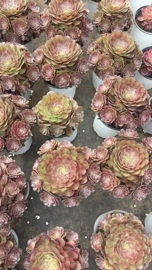 Aeonium Aeonium 'Magic Pill' 12cm Pot succulent — wholesale export from Yunnan, China