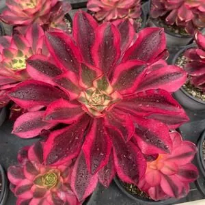 Aeonium Aeonium 'Phantom' 12cm Pot succulent — wholesale export from Yunnan, China