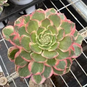 Aeonium Aeonium 'Pink Crown' 12cm Pot w/ Offsets succulent — wholesale export from Yunnan, China