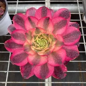 Aeonium Aeonium 'Ruyi' 12cm Pot w/ Offsets succulent — wholesale export from Yunnan, China