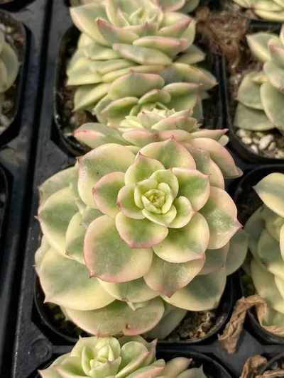 Echeveria Aeonium 'Wax Peony' Variegated (蜡牡丹锦) succulent — wholesale bare-root export from Yunnan, China (4 of 6)