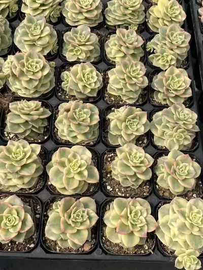 Echeveria Aeonium 'Wax Peony' Variegated (蜡牡丹锦) succulent — wholesale bare-root export from Yunnan, China (5 of 6)