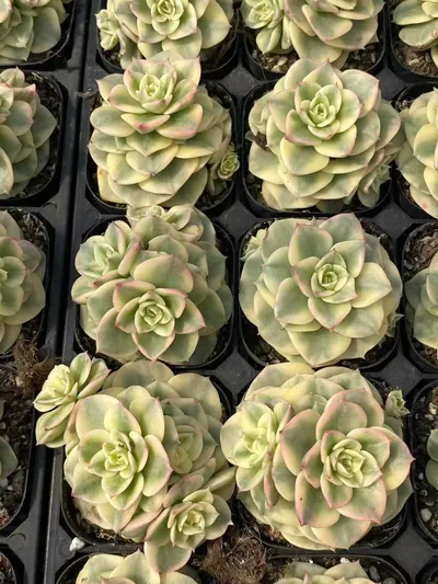 Echeveria Aeonium 'Wax Peony' Variegated (蜡牡丹锦) succulent — wholesale bare-root export from Yunnan, China (6 of 6)