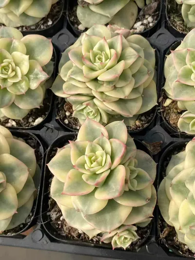 Echeveria Aeonium 'Wax Peony' Variegated (蜡牡丹锦) succulent — wholesale bare-root export from Yunnan, China (2 of 6)