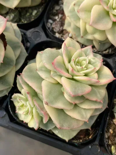 Echeveria Aeonium 'Wax Peony' Variegated (蜡牡丹锦) succulent — wholesale bare-root export from Yunnan, China (3 of 6)