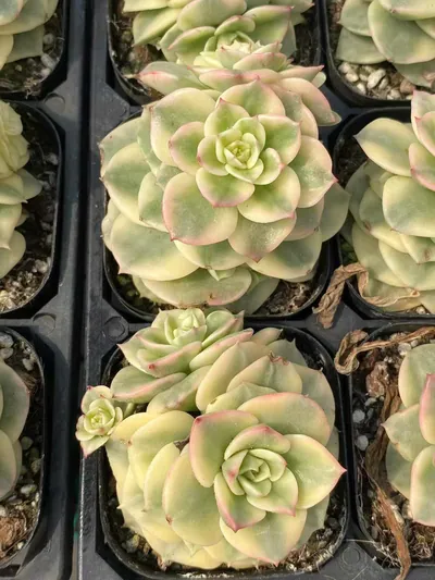 Echeveria Aeonium 'Wax Peony' Variegated succulent — wholesale export from Yunnan, China