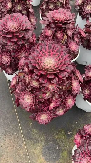 Aeonium Aeonium 'Clear Moon' succulent — wholesale export from Yunnan, China