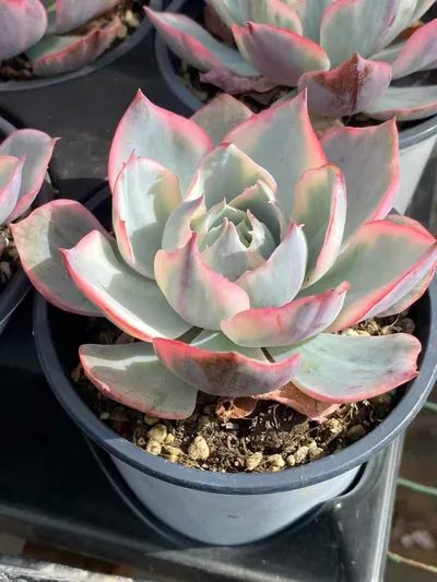 Echeveria Amethyst Star Variegated succulent — wholesale export from Yunnan, China