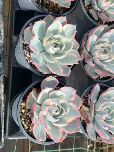 Echeveria Amethyst Star Variegated (阿美星锦) succulent — wholesale bare-root export from Yunnan, China (2 of 3)