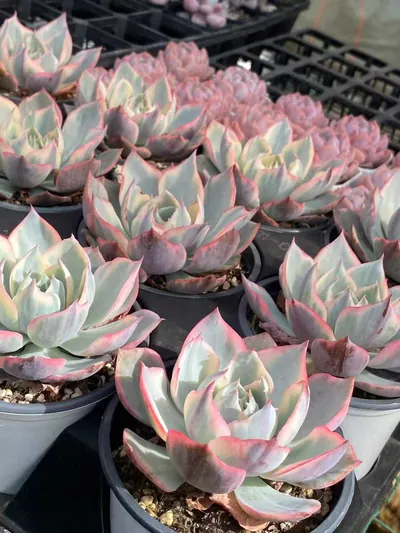 Echeveria Amethyst Star Variegated (阿美星锦) succulent — wholesale bare-root export from Yunnan, China (3 of 3)