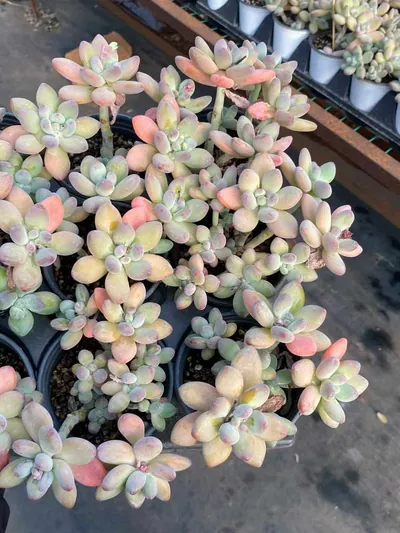xPachyveria Apple Beauty (苹果美人) succulent — wholesale bare-root export from Yunnan, China (4 of 5)