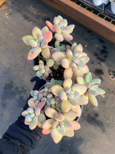 xPachyveria Apple Beauty (苹果美人) succulent — wholesale bare-root export from Yunnan, China (3 of 5)