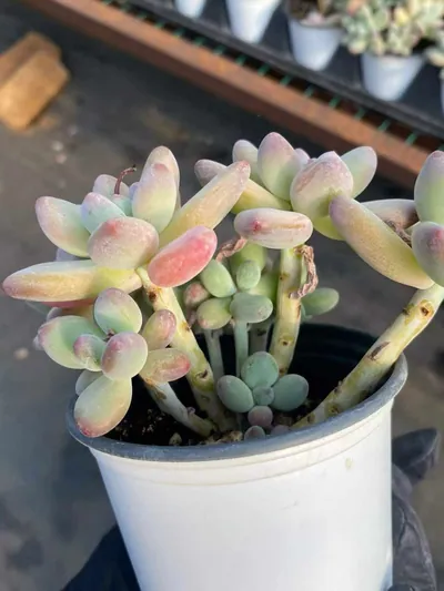 xPachyveria Apple Beauty (苹果美人) succulent — wholesale bare-root export from Yunnan, China (5 of 5)