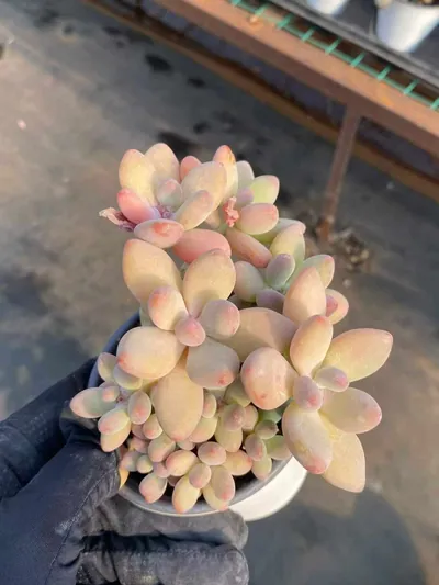 xPachyveria Apple Beauty succulent — wholesale export from Yunnan, China