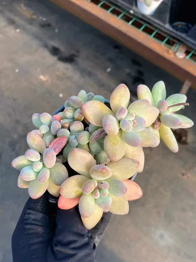 xPachyveria Apple Beauty (苹果美人) succulent — wholesale bare-root export from Yunnan, China (2 of 5)
