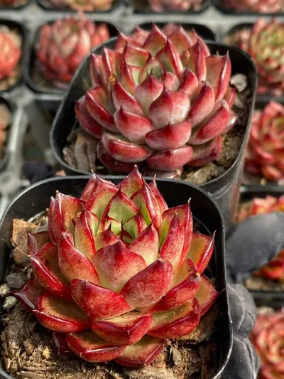 Echeveria Aurora Glow succulent — wholesale export from Yunnan, China