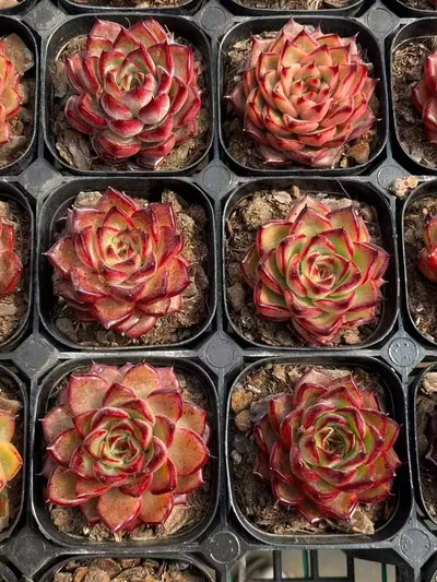 Echeveria Aurora Glow (霞光) succulent — wholesale bare-root export from Yunnan, China (4 of 5)