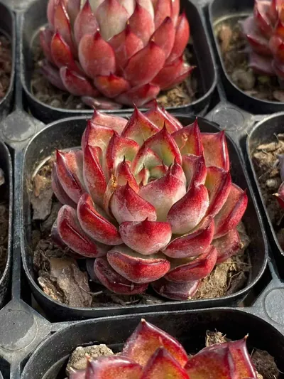 Echeveria Aurora Glow (霞光) succulent — wholesale bare-root export from Yunnan, China (3 of 5)