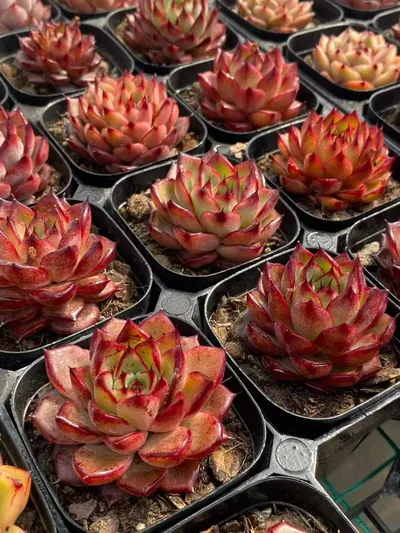 Echeveria Aurora Glow (霞光) succulent — wholesale bare-root export from Yunnan, China (5 of 5)