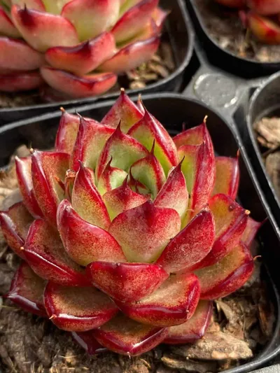 Echeveria Aurora Glow (霞光) succulent — wholesale bare-root export from Yunnan, China (2 of 5)