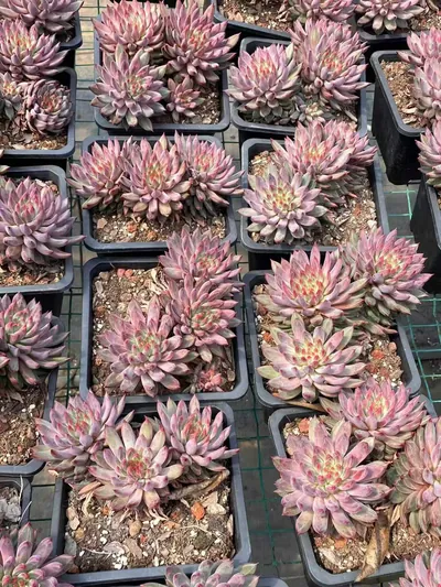 Echeveria Awakening of Insects 3 Heads (惊蛰三头) succulent — wholesale bare-root export from Yunnan, China (6 of 6)