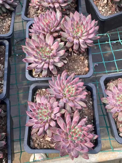 Echeveria Awakening of Insects 3 Heads (惊蛰三头) succulent — wholesale bare-root export from Yunnan, China (5 of 6)