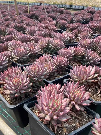 Echeveria Awakening of Insects 3 Heads (惊蛰三头) succulent — wholesale bare-root export from Yunnan, China (4 of 6)