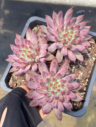 Echeveria Awakening of Insects 3 Heads (惊蛰三头) succulent — wholesale bare-root export from Yunnan, China (3 of 6)