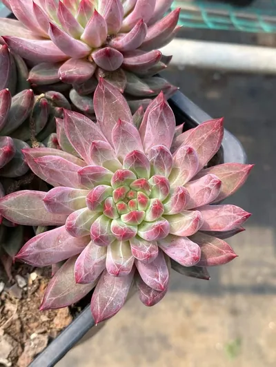 Echeveria Awakening of Insects 3 Heads (惊蛰三头) succulent — wholesale bare-root export from Yunnan, China (2 of 6)