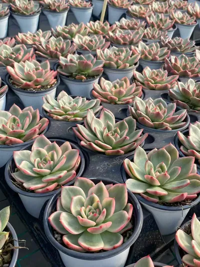 Echeveria Azure Variegated (蔚蓝锦) succulent — wholesale bare-root export from Yunnan, China (4 of 5)