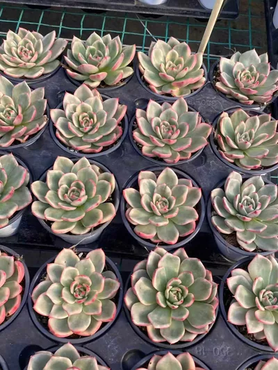 Echeveria Azure Variegated (蔚蓝锦) succulent — wholesale bare-root export from Yunnan, China (5 of 5)