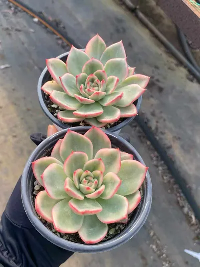 Echeveria Azure Variegated (蔚蓝锦) succulent — wholesale bare-root export from Yunnan, China (3 of 5)
