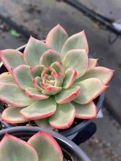 Echeveria Azure Variegated (蔚蓝锦) succulent — wholesale bare-root export from Yunnan, China (2 of 5)