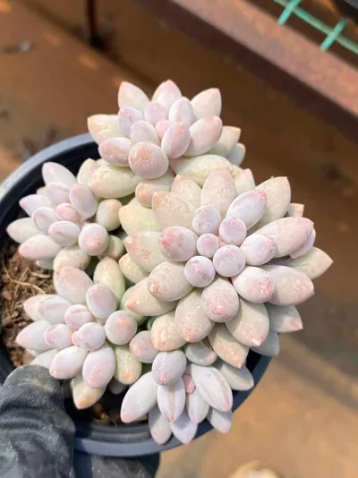 Pachyphytum Baby Finger succulent — wholesale export from Yunnan, China