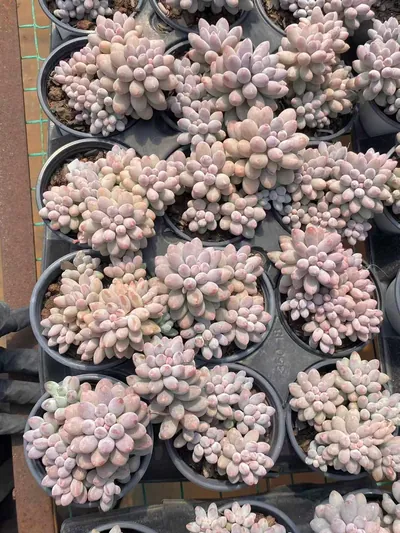 Pachyphytum Baby Finger (婴儿手指) succulent — wholesale bare-root export from Yunnan, China (6 of 6)