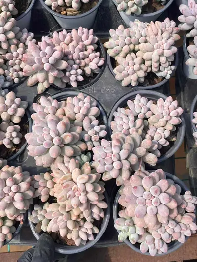 Pachyphytum Baby Finger (婴儿手指) succulent — wholesale bare-root export from Yunnan, China (4 of 6)
