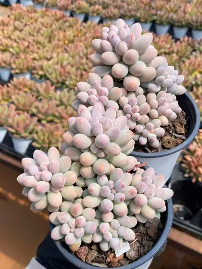 Pachyphytum Baby Finger (婴儿手指) succulent — wholesale bare-root export from Yunnan, China (5 of 6)