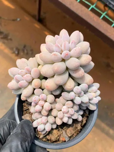 Pachyphytum Baby Finger (婴儿手指) succulent — wholesale bare-root export from Yunnan, China (2 of 6)